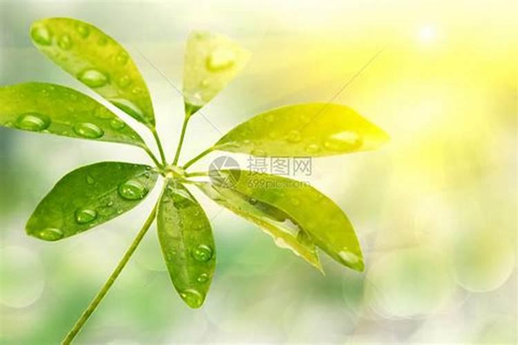 种植茄果类和瓜果类蔬菜,实现增产又增收的技巧有哪些？