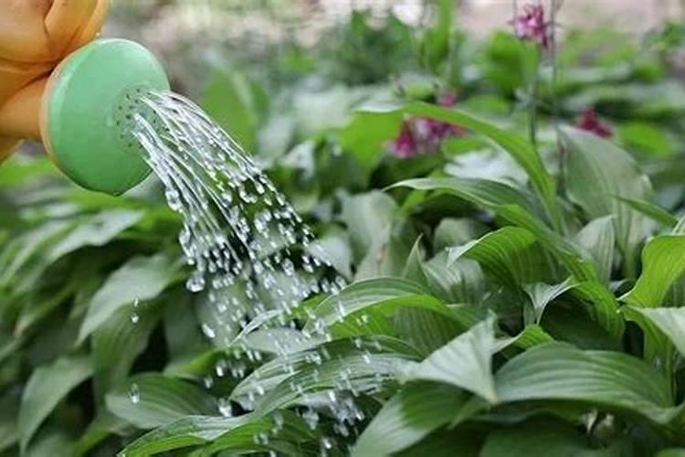 给花施什么肥料最好  给花施肥后需要马上浇水吗