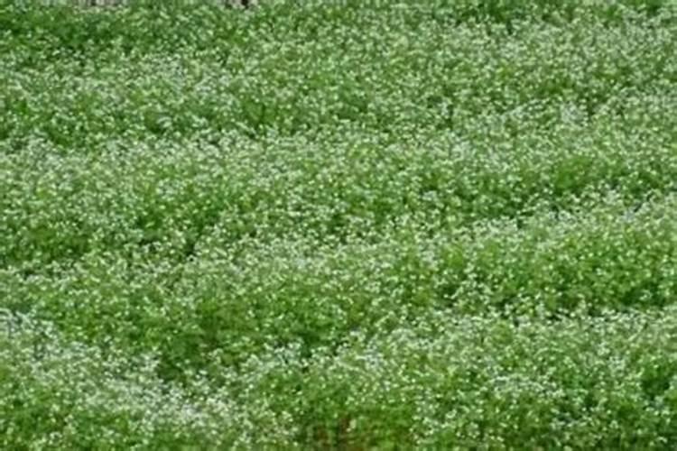 在吉林什么时候种荞麦最好？