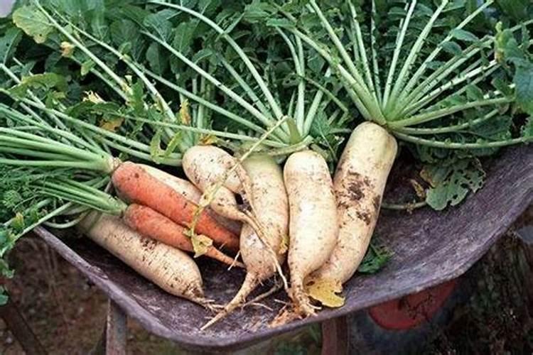 高粱种植应如何进行科学施肥？