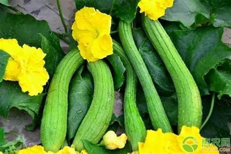 丝瓜不结瓜有什么补救方法