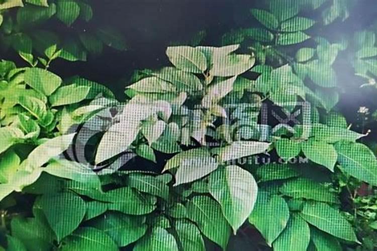 哪些品牌的大豆粉品质好？