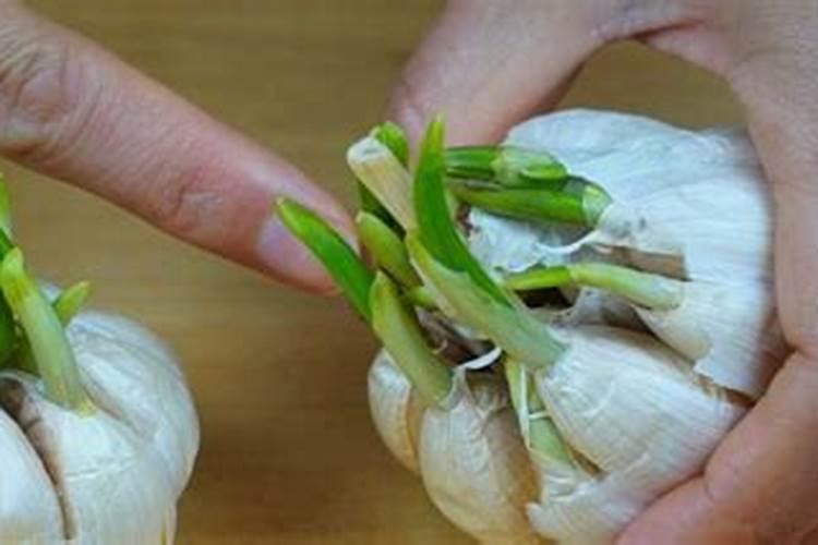 追肥是满足红蒜的生长,红蒜追肥有什么好的方法？