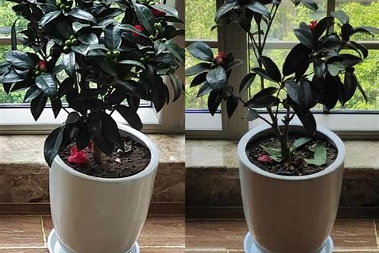 茶花上肥方法 氮肥催春梢