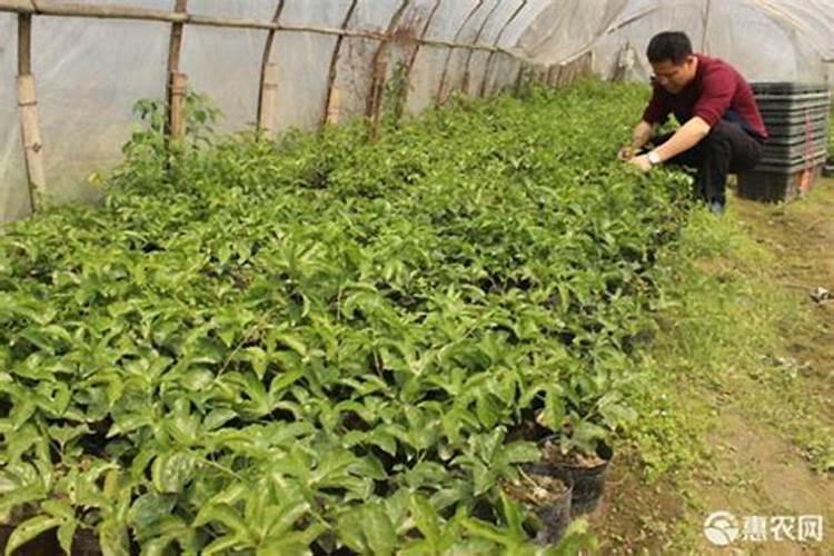 金弹子施什么肥最好