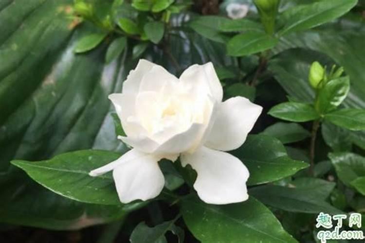 栀子花的养护方法