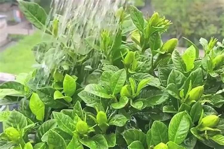 栀子花花蕾期怎样施肥(栀子花花苞期间施什么肥)