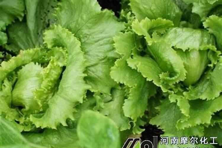 请帮忙看看生菜怎么这么黄