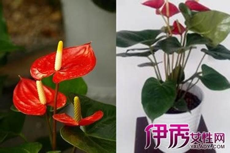 玉米大喇叭口期特征 这个时期施什么肥合适