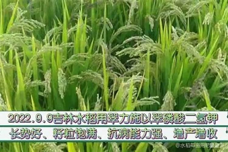 花卉叶面肥用什么好 花卉叶面肥浓度多少合适