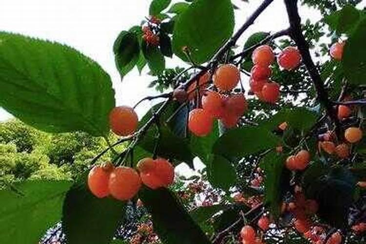 锌肥五忌,和磷酸二氢钾能一起用吗