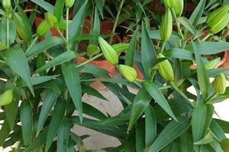 百合花怎么施肥