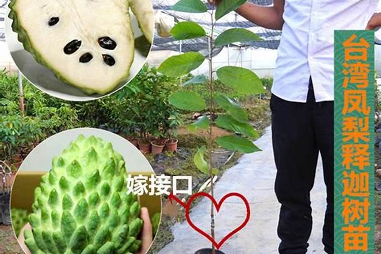 水艾草和旱艾草的区别