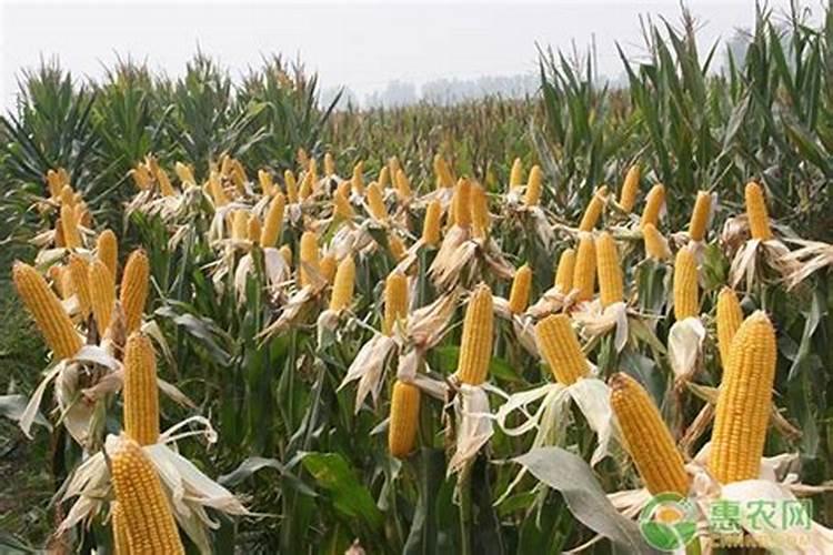 种香菜用什么肥料最好