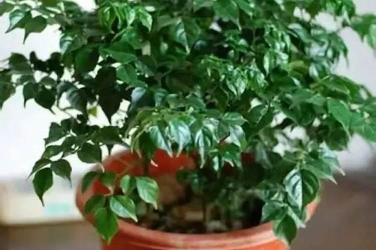 大亚腰葫芦结果后出现根部茎杆发黑是怎么回事？
