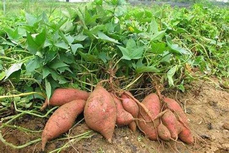 蕃芋用什么肥料好？