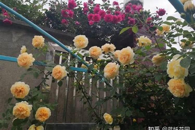 月季修剪后怎样施肥选择什么肥料好