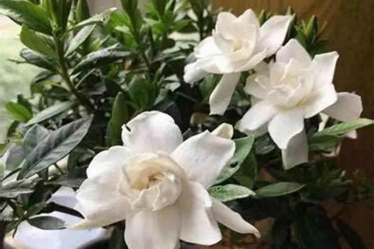 铁皮石斛花怎么养长的好