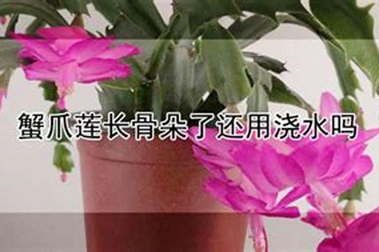 蟹爪兰有花苞能施肥吗