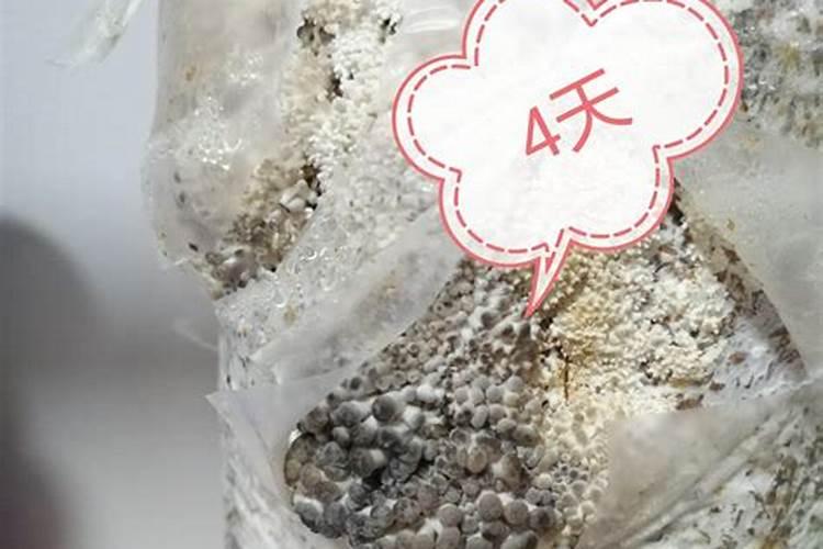 夏播黄豆多久施肥