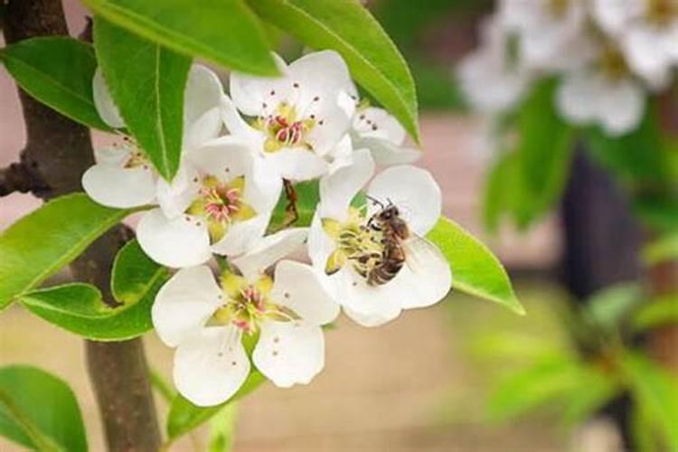 梨树用什么肥料最好