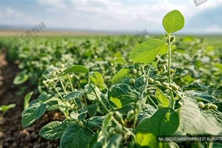 大豆用什么叶面肥好？喷洒要注意什么呢