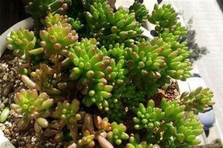 养花什么时候施肥最好  给花施肥的正确方法