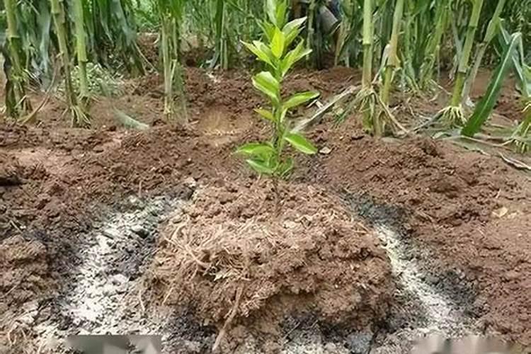 种菜肥料上多了怎么办