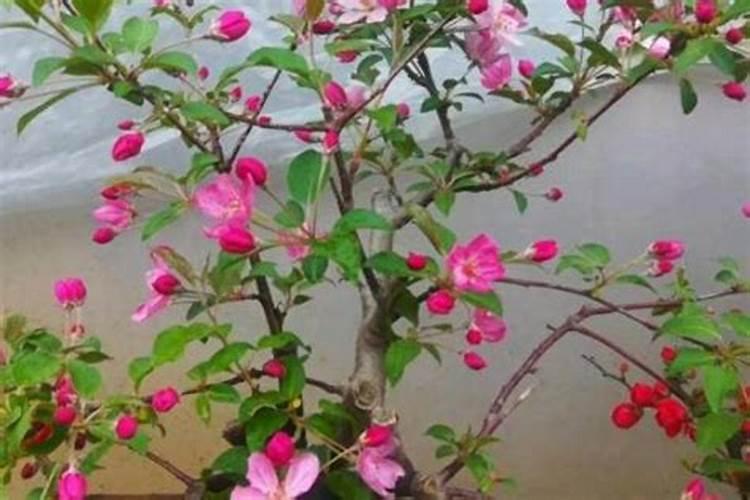 蔬菜怎样施用锌肥？