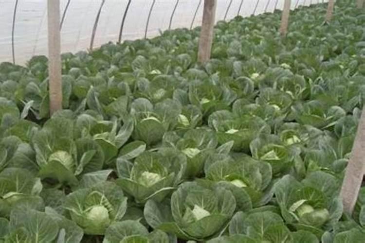 大棚种植需要注意什么？用什么肥料好!