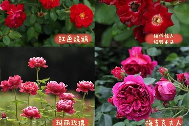 月季施什么肥花才能大