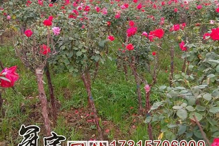 月季开花用什么肥
