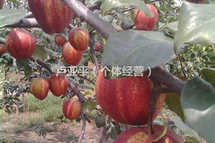 果树上什么肥料最好 果树专用肥有哪几种