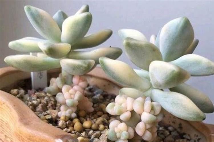 苗木用什么肥料最好