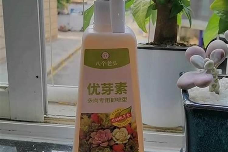 如何给茶花小苗追肥新芽长得更粗壮
