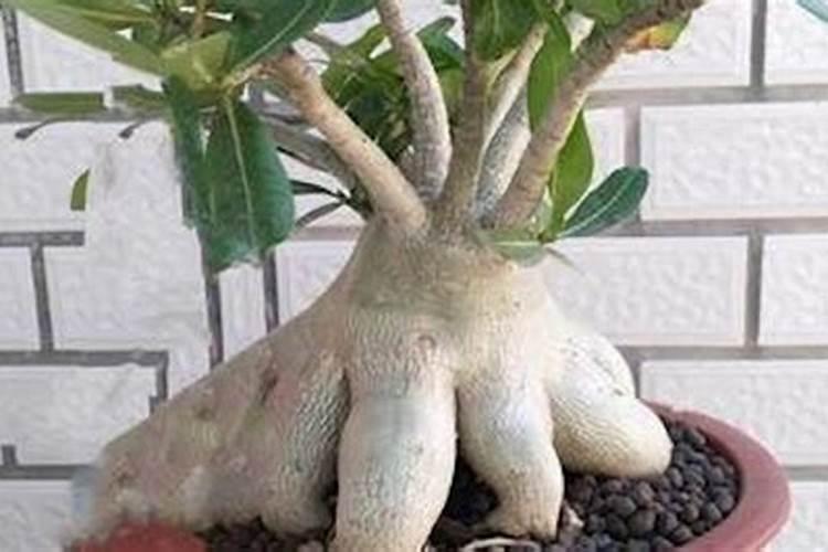 花生开花期能打叶面肥吗？