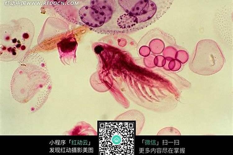 大量元素肥料指的是什么