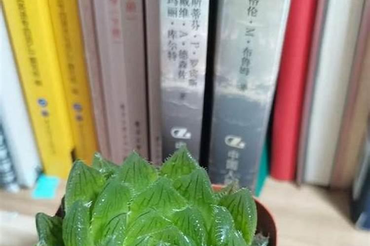 多肉植物盆栽怎么养