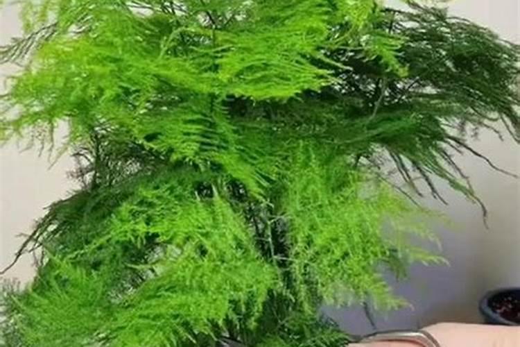 文竹叶子需不需要喷水给文竹叶子喷水要注意什么