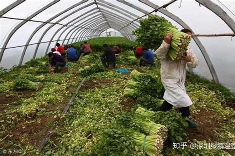 大棚樱桃水肥管理