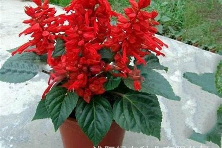 盆栽观叶植物怎样使叶面肥