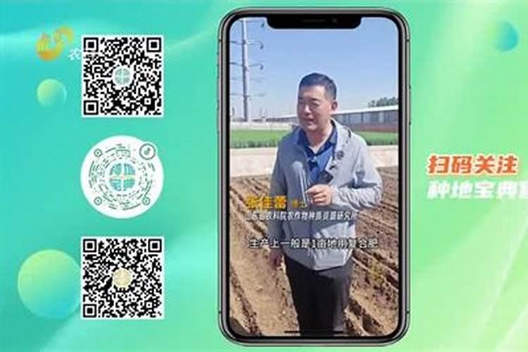 种植花生最佳的补钙时间是什么时候？补钙时需要注意什么？