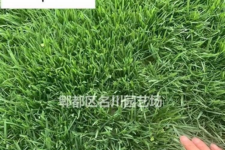 世界杯足球场草坪多少钱 草坪多少钱一平方 种子多少钱一斤