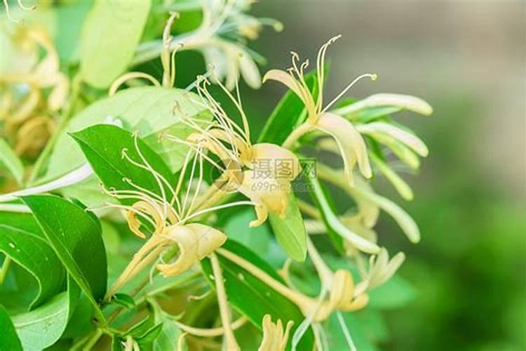 金银花开花前十天还能喷雾硼肥叶面肥吗？