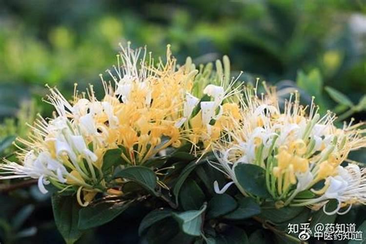 金银花底肥放什么肥好(底肥施用方法)