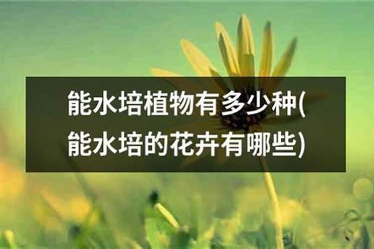 金桔树施什么肥料最好