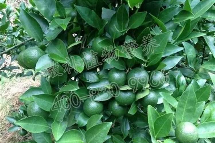 贡柑种植前如何施底肥
