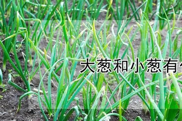 种大豆用不用施肥？化肥还是农家肥？
