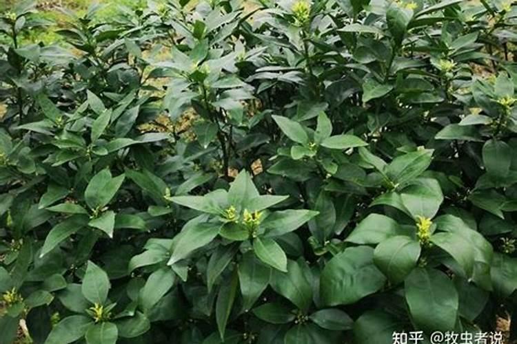 水溶肥和液体肥有什么区别