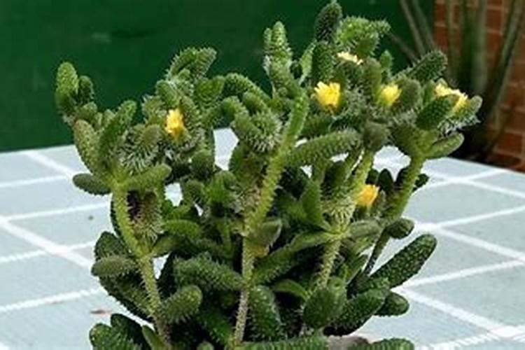 怎样养多肉植物才又肥又壮